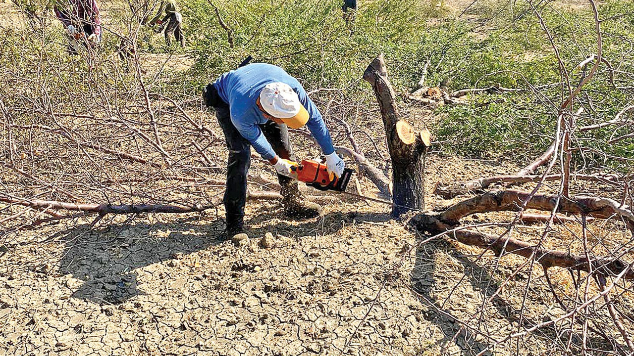 Bahçelerde sökümler hızlandı: Badem ağaçlarını kesecek oduncu bulunamıyor
