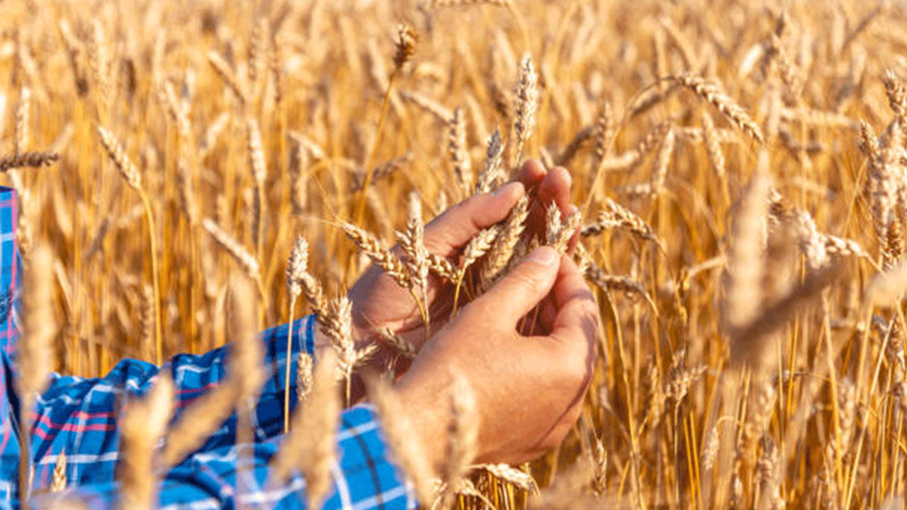 Sübvansiyonlu tarım kredilerinde eski faiz desteği geri geldi