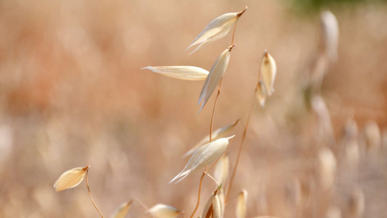 TİGEM 450 ton yulaf alacak TİGEM 450 ton yulaf alacak