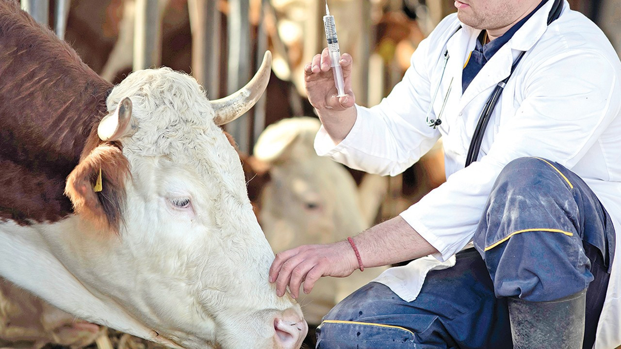 Şap Salgını Kontrol Altına Alındı Şap Salgını Kontrol Altına Alındı