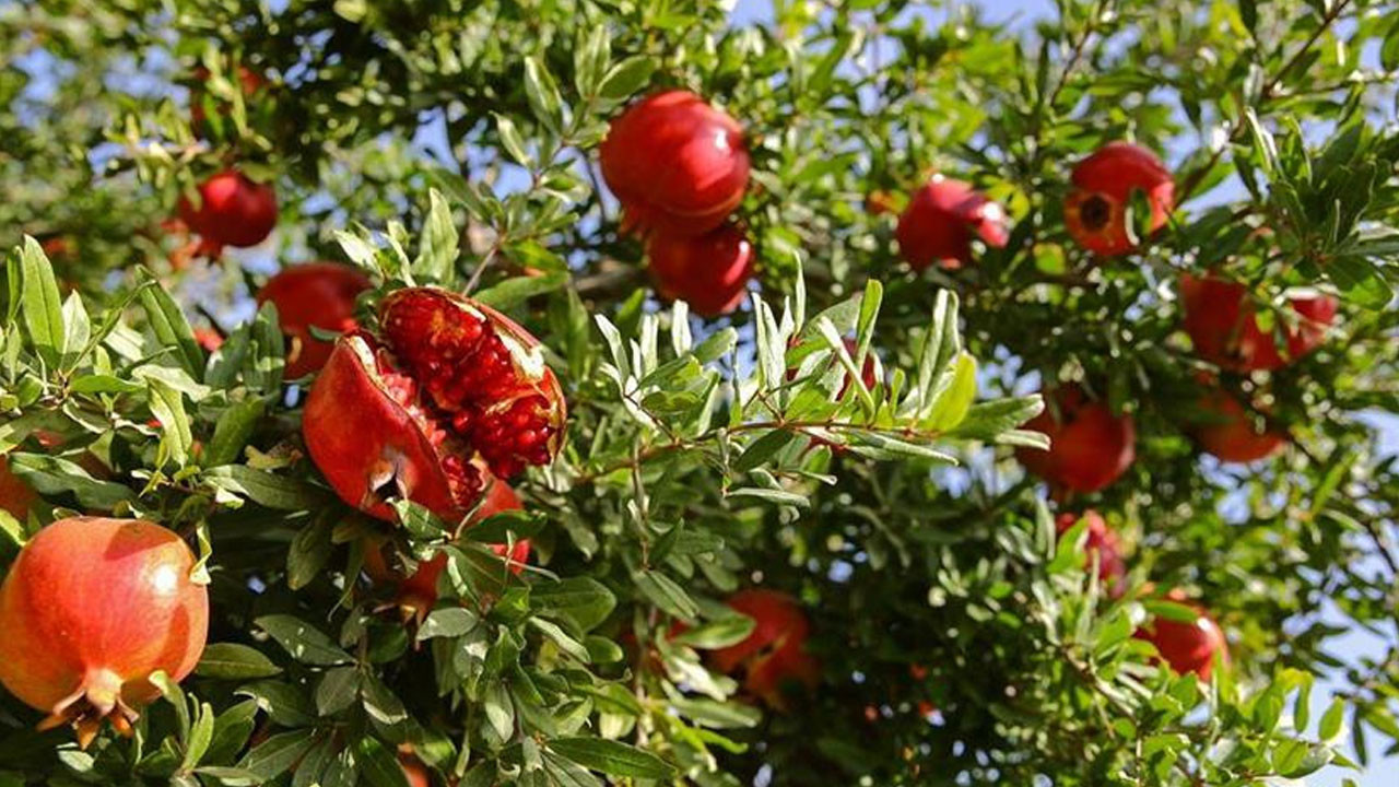 Nar üretiminde büyük düşüş!