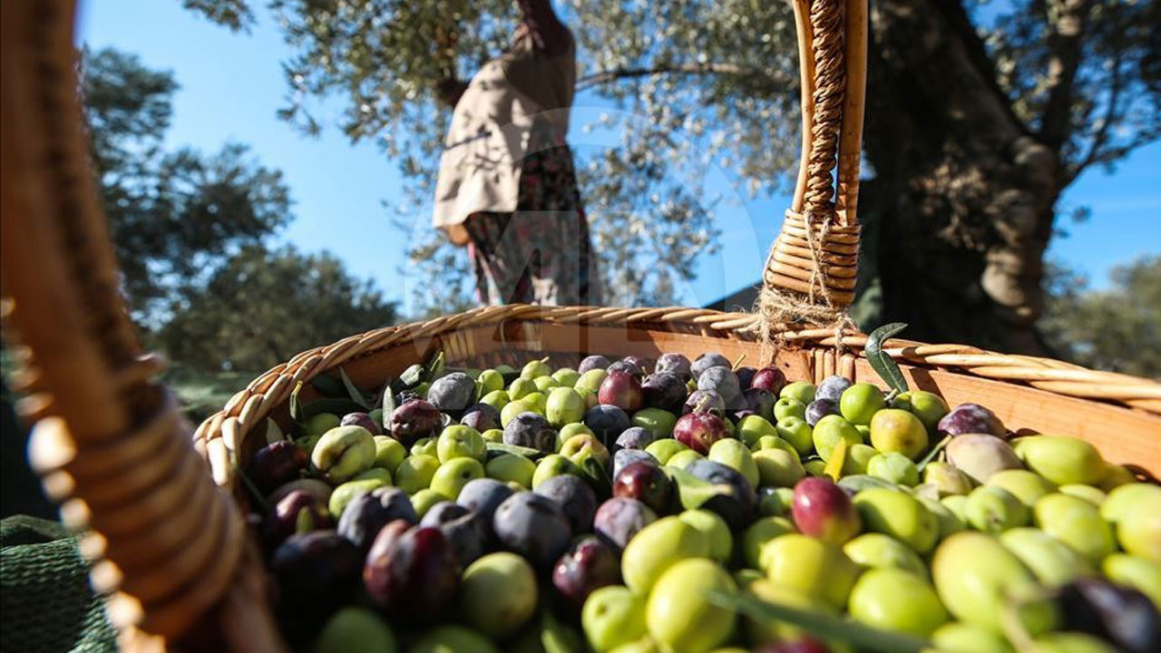 Zeytinde Tavan Fiyat Belirlendi ve Uygulama Başladı Zeytinde Tavan Fiyat Belirlendi ve Uygulama Başladı